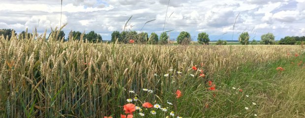 Getreidefeld mit Mohn